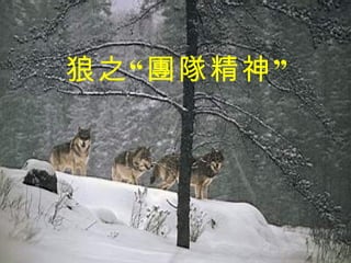 狼之“團隊精神” 