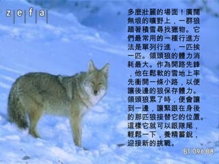 多麼壯麗的場面！廣闊無垠的曠野上，一群狼踏著積雪尋找獵物。它們最常用的一種行進方法是單列行進，一匹挨一匹。領頭狼的體力消耗最大。作為開路先鋒，他在鬆軟的雪地上率先衝開一條小路，以便讓後邊的狼保存體力。領頭狼累了時，便會讓到一邊，讓緊跟在身後的那匹狼接替它的位置。這樣它就可以跟隊尾，輕鬆一下，養精蓄銳，迎接新的挑戰。  