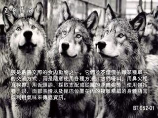 狼是最善交際的食肉動物之一。它們並不僅僅依賴某種單一的交流方式，而是隨意使用各種方法。它們嚎叫、用鼻尖相互挨擦、用舌頭舔、採取支配或從屬的身體姿態，使用包括唇、眼、面部表情以及尾巴位置在內的複雜精細的身體語言或利用氣味來傳遞資訊。  
