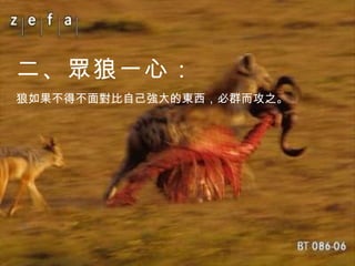 二、眾狼一心： 狼如果不得不面對比自己強大的東西，必群而攻之。 