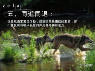 五、同進同退： 狼雖然通常獨自活動，但狼卻是最團結的動物，你不會發現有哪只狼在同伴受傷時獨自逃走。 