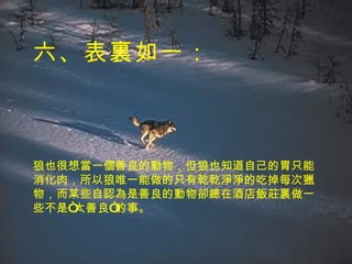 六、表裏如一 ： 狼也很想當一個善良的動物，但狼也知道自己的胃只能消化肉，所以狼唯一能做的只有乾乾淨淨的吃掉每次獵物，而某些自認為是善良的動物卻總在酒店飯莊裏做一些不是“太善良”的事。 