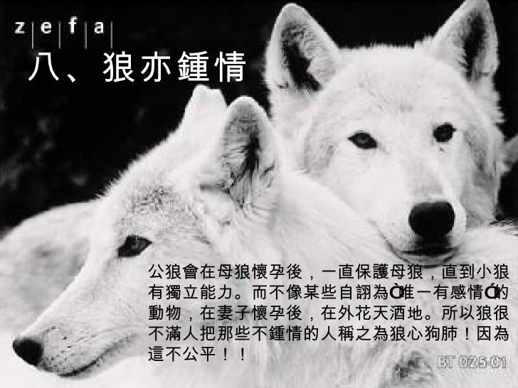 狼的智慧