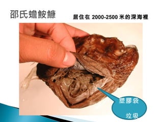 居住在 2000-2500 米的深海裡 塑膠袋  垃圾 