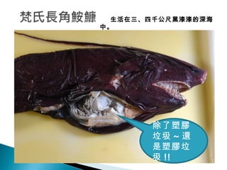 生活在三、四千公尺黑漆漆的深海中。 除了塑膠垃圾 ~ 還是塑膠垃圾 !! 