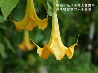 睡眠不足八小時人會變笨， 有午睡習慣的人不易老 