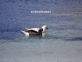 每天都有愛情故事發生 