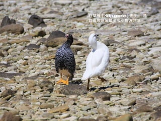 白草雁 ( Kelp goose ) 先生  昂首高歌原地踏步吸引對方注意 