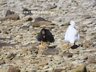 白草雁小姐總是含羞低頭  