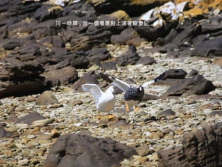 同一時間 , 另一個場景則上演著馴妻記 