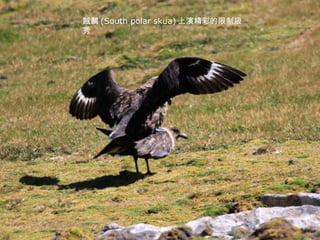 賊鷗 (South polar skua) 上演精彩的限制級秀 