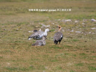 斑脅草雁 (Upland goose) 早已修成正果 