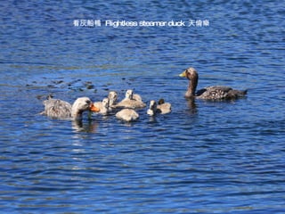 看灰船鴨  Flightless steamer duck  天倫樂 