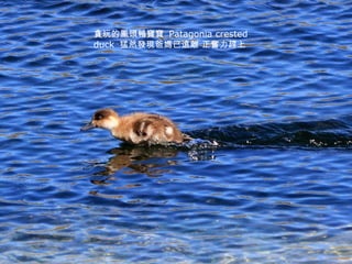 貪玩的鳳頭鴨寶寶  Patagonia crested duck  猛然發現爸媽已遠離 正奮力趕上 