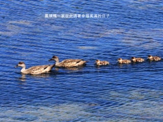 鳳頭鴨一家從此過著幸福美滿的日子 