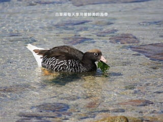 白草雁每天享用著鮮美的海帶 
