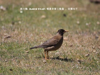 南方鶇  Austral thrush  嘴裏含著三隻蟲  ,  收獲也不錯 
