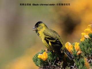 黑頰金翅雀  Black-chinned siskin  的歌聲很悅耳 