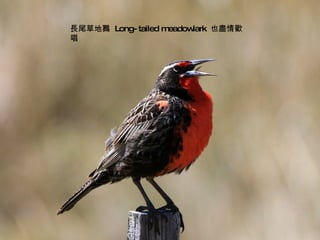 長尾草地鷚  Long-tailed meadowlark  也盡情歡唱 