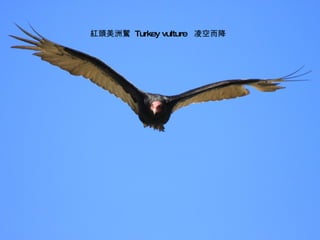 紅頭美洲鷲  Turkey vulture  凌空而降 