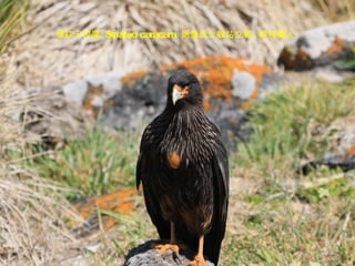 條紋卡拉鷹  Striated caracara  則像武士般站立著 , 眼神攝人 