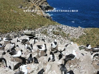 登島後我們步行約 3 公里拜訪黑眉信天翁和跳岩企鵝的家 