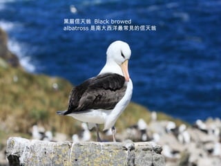 黑眉信天翁  Black browed albatross 是南大西洋最常見的信天翁 