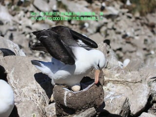 75 ％ 的黑眉信天翁築巢於福克蘭群島 ， 其中大約有 15,000 對築於西點島的峭壁之上 