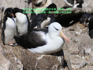 信天翁多半蹲坐在圓統狀泥巢上孵卵，這些泥巢可是信天翁媽媽一嘴一嘴鏟土堆起來的 