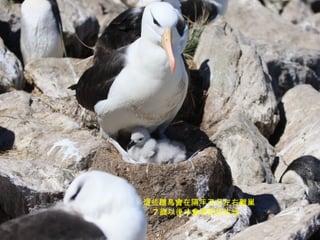 這些雛鳥會在隔年五月左右離巢， 7 歲以後才會再回出生地   