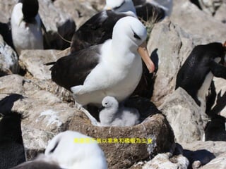 黑眉信天翁以章魚和磷蝦為主食 