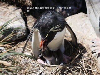 跳岩企鵝也會在每年的 11 月左右來此產卵 