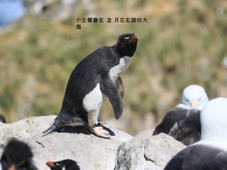 小企鵝會在  2  月左右游向大海 