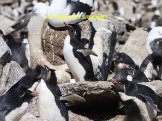 成年企鵝會在夏末回到此地換毛 