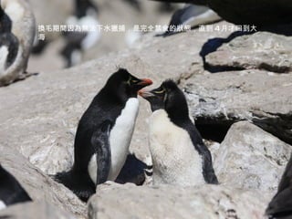 換毛期間因為無法下水獵捕，是完全禁食的狀態，直到 4 月才回到大海 