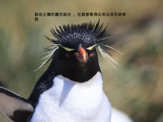 跳岩企鵝的龐克裝扮  ,  任誰都看得出來出自名師修剪 