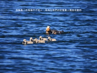 西點島上的鳥幾乎不怕人  , 因為在牠們的記憶裏人類是和善的 