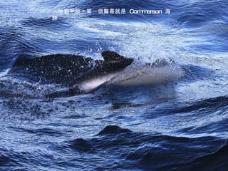 一早到甲板上第一個驚喜就是  Commerson  海豚 