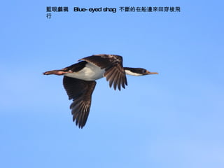 藍眼鸕鷀  Blue-eyed shag  不斷的在船邊來回穿梭飛行 