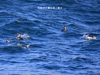 有跳岩企鵝在海上戲水 