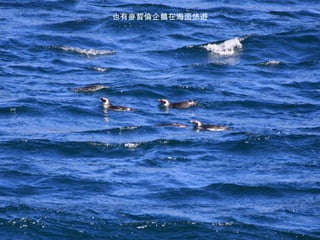 也有麥晢倫企鵝在海面悠遊 