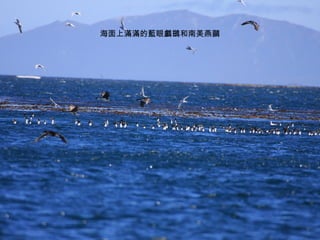 海面上滿滿的藍眼鸕鷀和南美燕鷗 