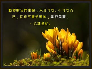 動物對我們來說，只分可吃 、 不可吃而已，從來不曾想過牠 ， 是否美麗， ～尤其是蛇。 