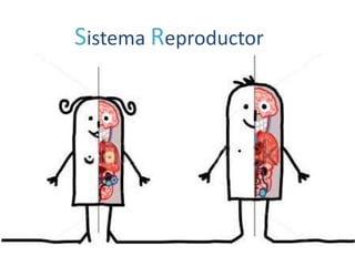 Sistema Reproductor
 