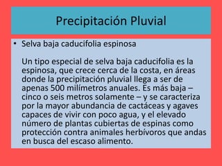 Precipitación Pluvial
• Selva baja caducifolia espinosa
Un tipo especial de selva baja caducifolia es la
espinosa, que crece cerca de la costa, en áreas
donde la precipitación pluvial llega a ser de
apenas 500 milímetros anuales. Es más baja –
cinco o seis metros solamente – y se caracteriza
por la mayor abundancia de cactáceas y agaves
capaces de vivir con poco agua, y el elevado
número de plantas cubiertas de espinas como
protección contra animales herbívoros que andas
en busca del escaso alimento.

 