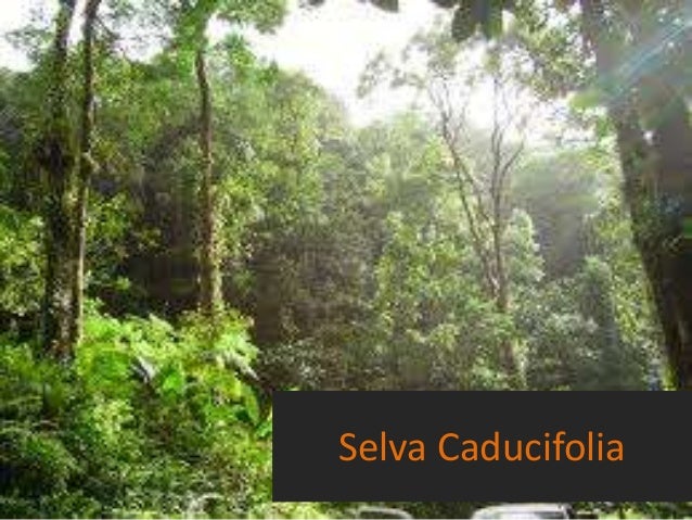 Selva Caducifolia