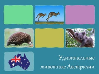 Удивительные
животные Австралии
 