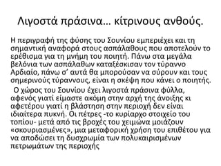 Λιγοστά πράσινα… κίτρινους ανθούς.
Η περιγραφή της φύσης του Σουνίου εμπεριέχει και τη
σημαντική αναφορά στους ασπάλαθους που αποτελούν το
ερέθισμα για τη μνήμη του ποιητή. Πάνω στα μεγάλα
βελόνια των ασπάλαθων καταξέσκισαν τον τύραννο
Αρδιαίο, πάνω σ’ αυτά θα μπορούσαν να σύρουν και τους
σημερινούς τύραννους, είναι η σκέψη που κάνει ο ποιητής.
Ο χώρος του Σουνίου έχει λιγοστά πράσινα φύλλα,
αφενός γιατί είμαστε ακόμη στην αρχή της άνοιξης κι
αφετέρου γιατί η βλάστηση στην περιοχή δεν είναι
ιδιαίτερα πυκνή. Οι πέτρες -το κυρίαρχο στοιχείο του
τοπίου- μετά από τις βροχές του χειμώνα μοιάζουν
«σκουριασμένες», μια μεταφορική χρήση του επιθέτου για
να αποδώσει τη δυσχρωμία των πολυκαιρισμένων
πετρωμάτων της περιοχής
 