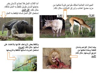 ‫البقرة‬ ‫الغزالة‬
‫من‬ ‫تمكنها‬ ‫قوية‬ ‫طواحن‬ ‫تمتلك‬ ‫العاشبة‬ ‫الحيوانات‬
‫ذلك‬ ‫مثال‬ ،‫النباتات‬ ‫وأوراق‬ ‫أعشاب‬ ‫مضغ‬ ‫مزيد‬:
‫بقدر‬ ‫ألسنان‬ ‫تحتاج‬ ‫فال‬ ‫النمل‬ ‫آكالت‬ ‫أما‬
‫ل‬ ‫النمل‬ ‫به‬ ‫تلتقط‬ ‫طويل‬ ‫للسان‬ ‫حاجتها‬‫تأكله‬.
‫مثال‬‫ذلك‬:‫آكل‬‫النمل‬
‫به‬ ‫ليلتقط‬ ‫لسانه‬ ‫النمل‬ ‫آكل‬ ‫تستعمل‬‫ا‬‫لنمل‬
‫بينماَتمتازَاللواحمَبأسن‬َ‫ان‬
َ‫قاطعةَوحادةَتمكنهاَمن‬
‫تمزيقَفريستها‬.‫مثالَذلك‬:
‫السد‬
َ‫وتلتقطَبعضَالزواحفَغذائهاَباالعتماد‬‫على‬
‫لسانها‬.َ‫مثال‬‫ذلك‬:‫الحرباء‬
َ‫تستعملَالحرباءَلسانهاَلتلتقط‬‫به‬‫فريستها‬
 