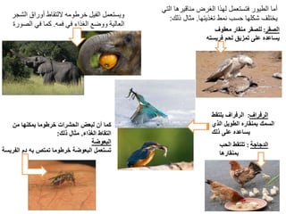 ‫الرفراف‬:َ‫الرفرافَيلتقط‬
‫السمكَبمنقارهَالطويلَالذي‬
َ‫يساعدهَعلى‬‫ذلك‬
‫الصقر‬:َ‫للصقر‬َ‫منقارَمعقوف‬
َ‫يساعدهَعلىَتمزيقَلحم‬‫فريس‬‫ته‬
‫التي‬ ‫مناقيرها‬ ‫الغرض‬ ‫لهذا‬ ‫فتستعمل‬ ‫الطيور‬ ‫أما‬
‫تغذيتها‬ ‫نمط‬ ‫حسب‬ ‫شكلها‬ ‫يختلف‬.‫ذلك‬ ‫مثال‬:‫الش‬ ‫أوراق‬ ‫اللتقاط‬ ‫خرطومه‬ ‫الفيل‬ ‫ويستعمل‬‫جر‬
‫فمه‬ ‫في‬ ‫الغذاء‬ ‫ووضع‬ ‫العالية‬.‫في‬ ‫كما‬‫الصو‬‫رة‬
‫الدجاجة‬:َ‫تلتقطَالحب‬
‫بمنقارها‬
َ‫كماَأنَلبعضَالحشراتَخرطوماَيمكنهاَمن‬
‫التقاطَالغذاء‬.َ‫مثال‬‫ذلك‬:
‫البعوضة‬
َ‫تستعملَالبعوضةَخرطوماَتمتصَبهَدم‬‫الف‬‫ريسة‬
 